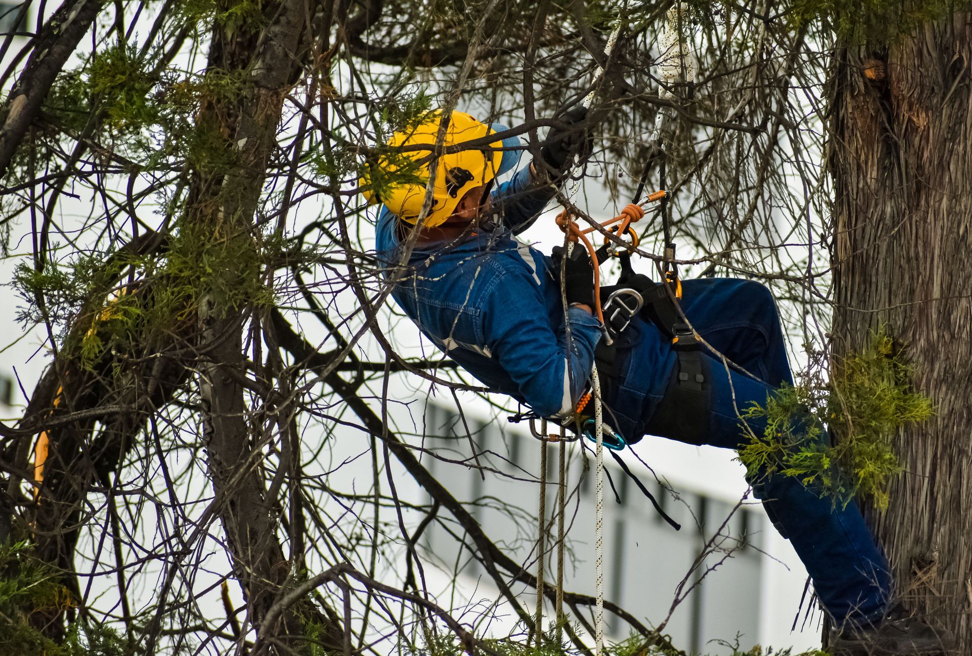 arborist using tree cables and ropes