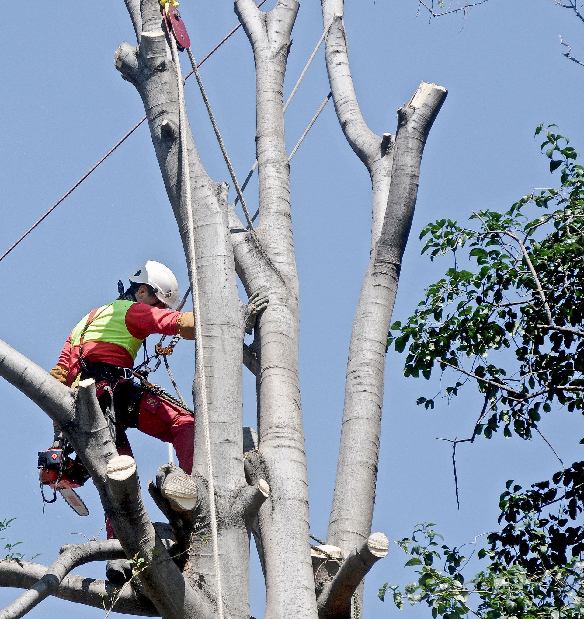 man cutting tree branches out of tree using ropes and gear
