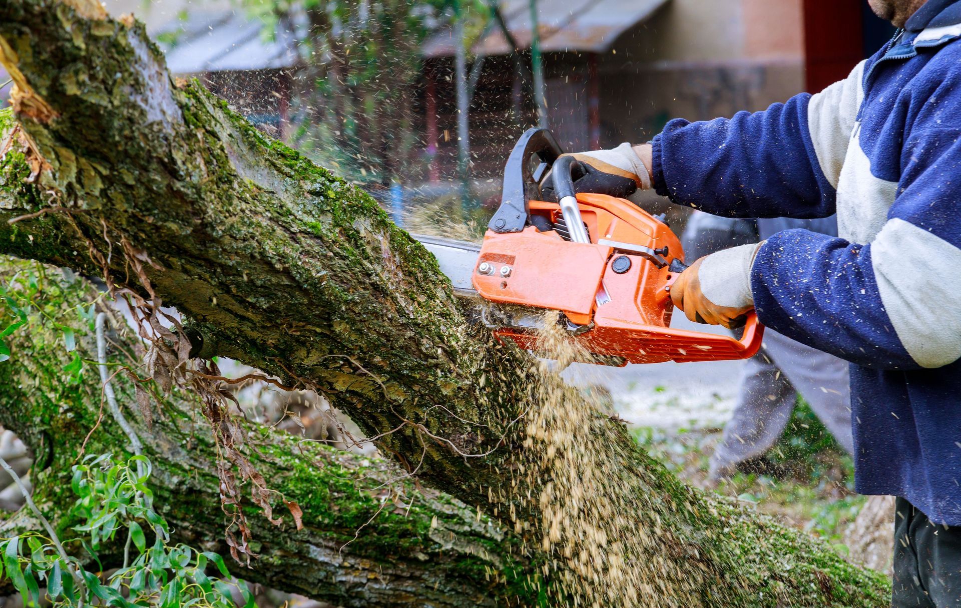 man chainsawing a fallen tree in yard