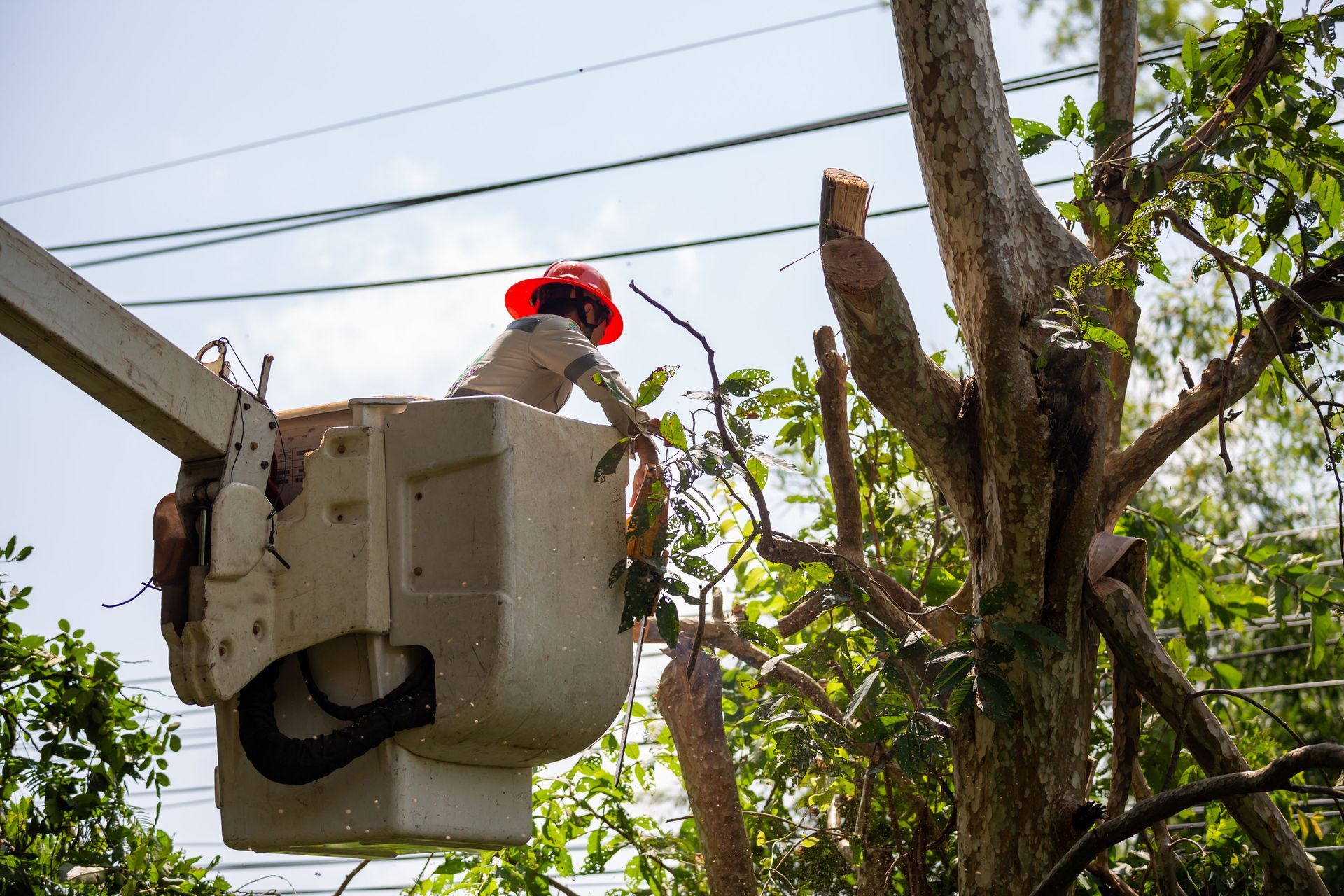 worker in bucket removing tree near power line