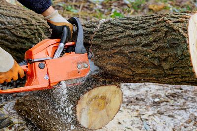 cutting large fallen tree with chainsaw