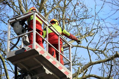 two tree cutters planning tree removal job on a crane