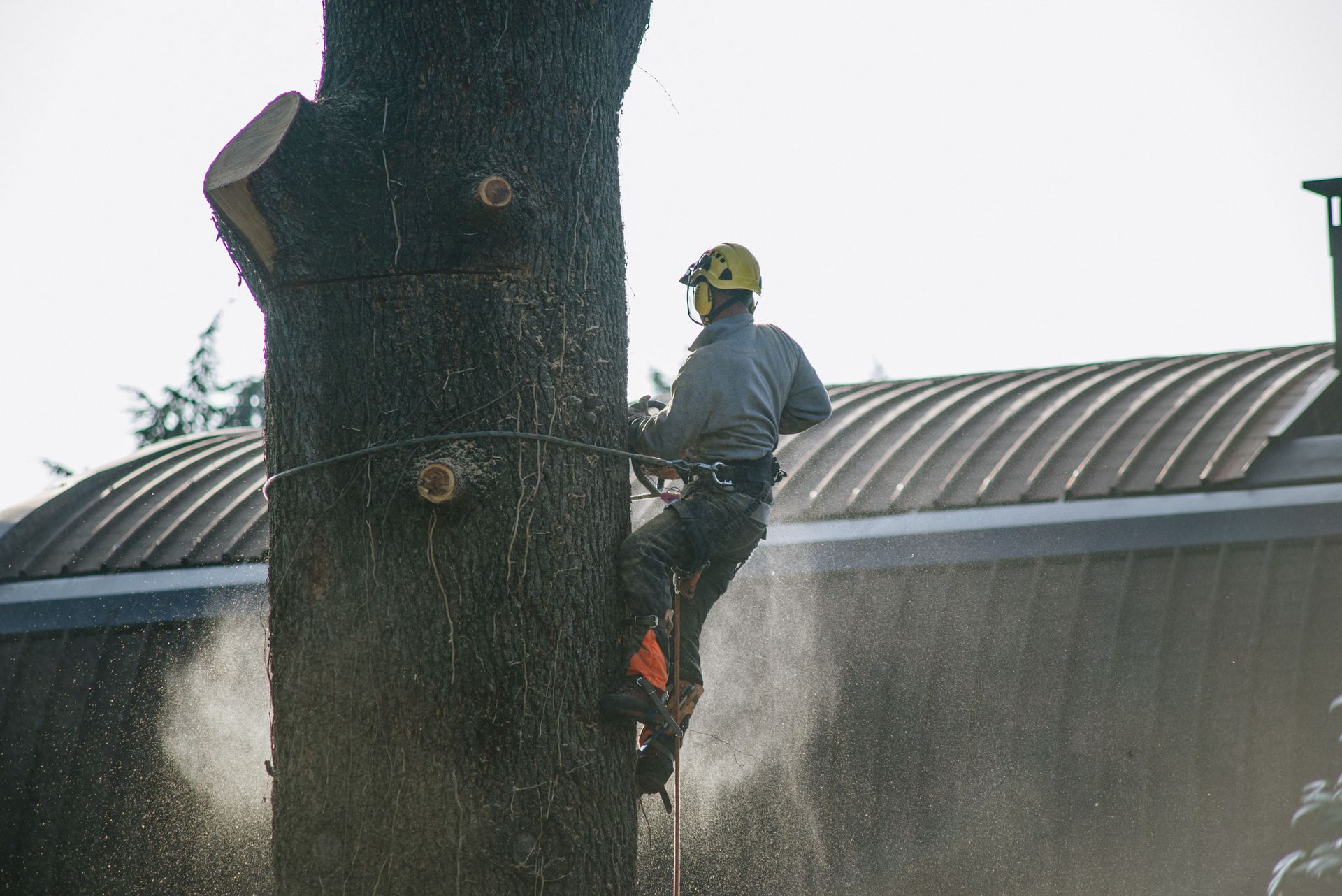 arborist cabled to large tree next to building