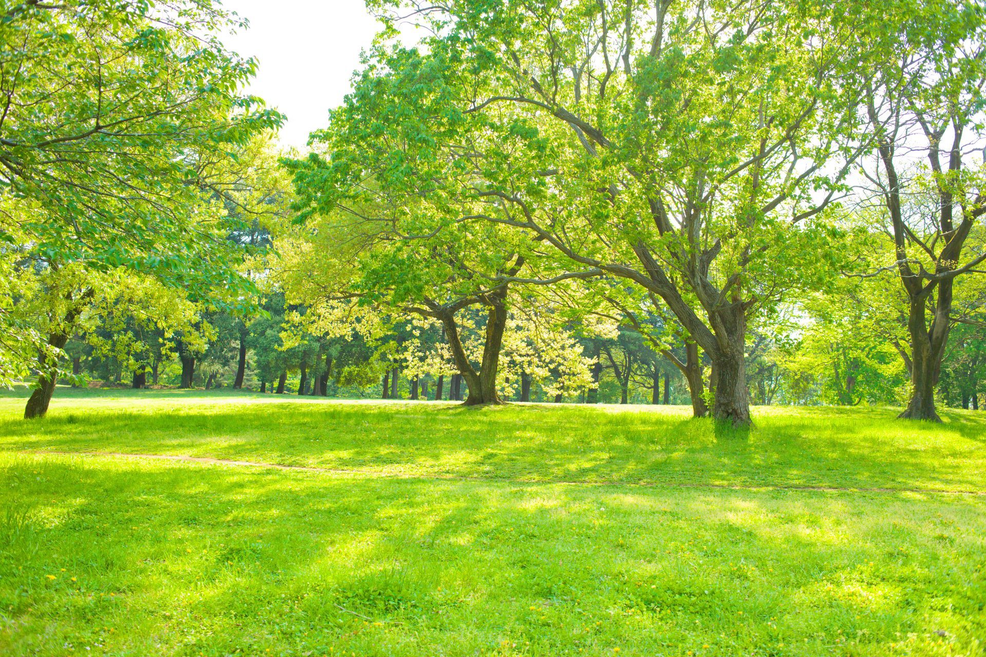 yard with large oak trees and green grass