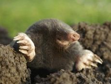 mole-control mole-control