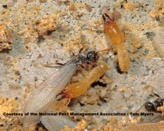 Subteranean Termites
