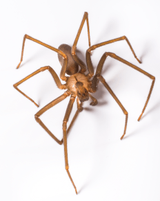 Brown Recluse Spider
