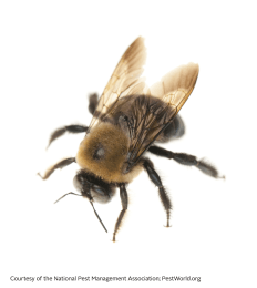 Carpenter Bees