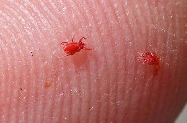 Clover Mites
