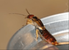 Earwig