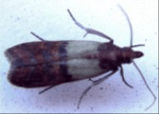 Indian Meal Moths