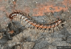 Millipede