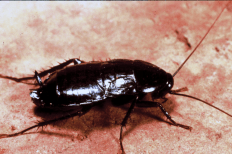 Oriental Cockroach