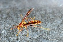 Paper Wasps