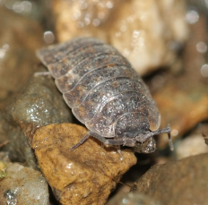 Pill Bug