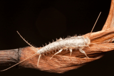 Silverfish