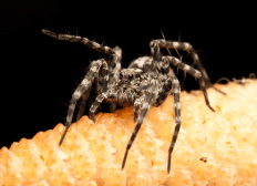 Wolf Spider