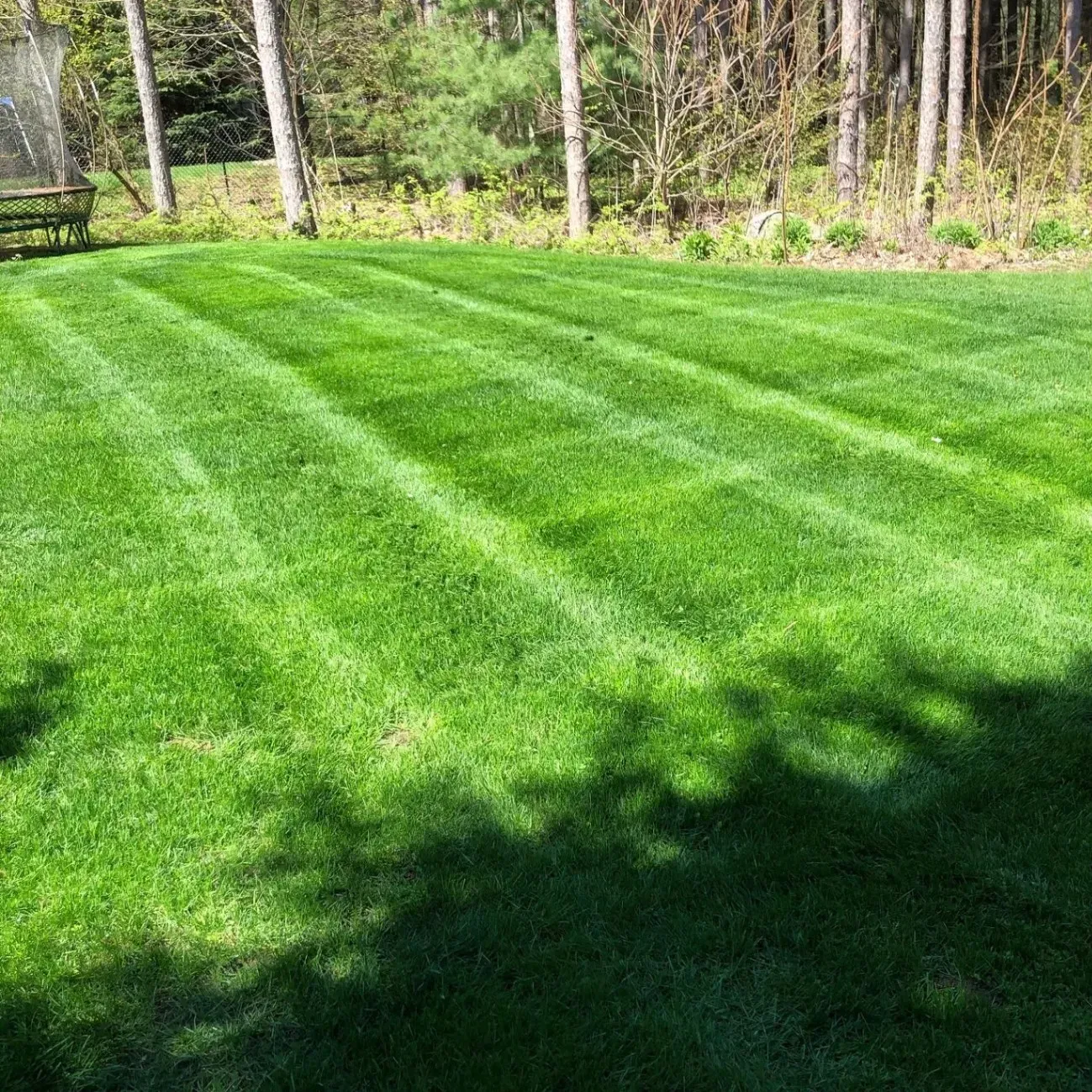 Lawn with freshly cut stripes; green grass, shadows, trees in the background.