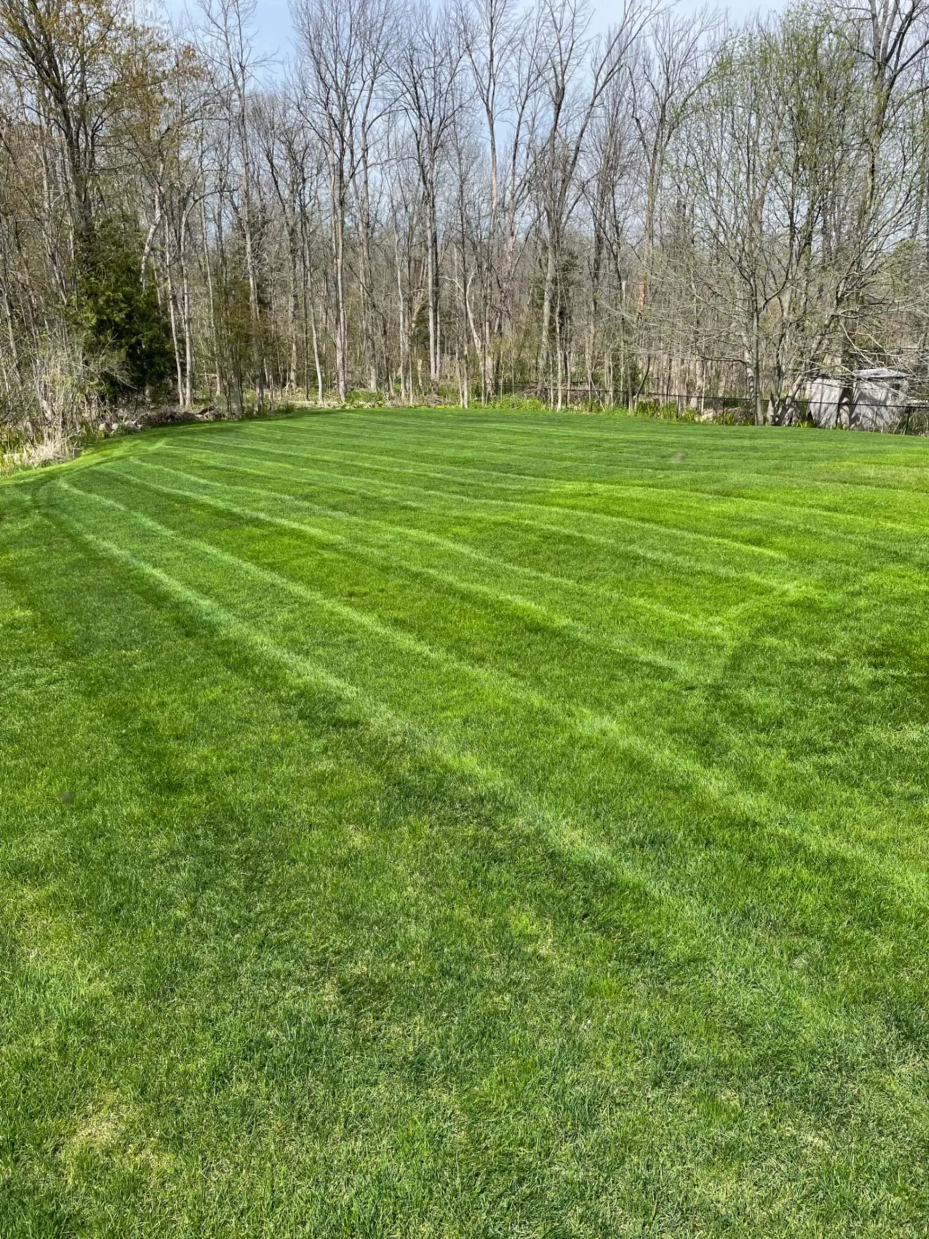 Lawn mowed with stripes, green grass, trees in the background, sunny day.