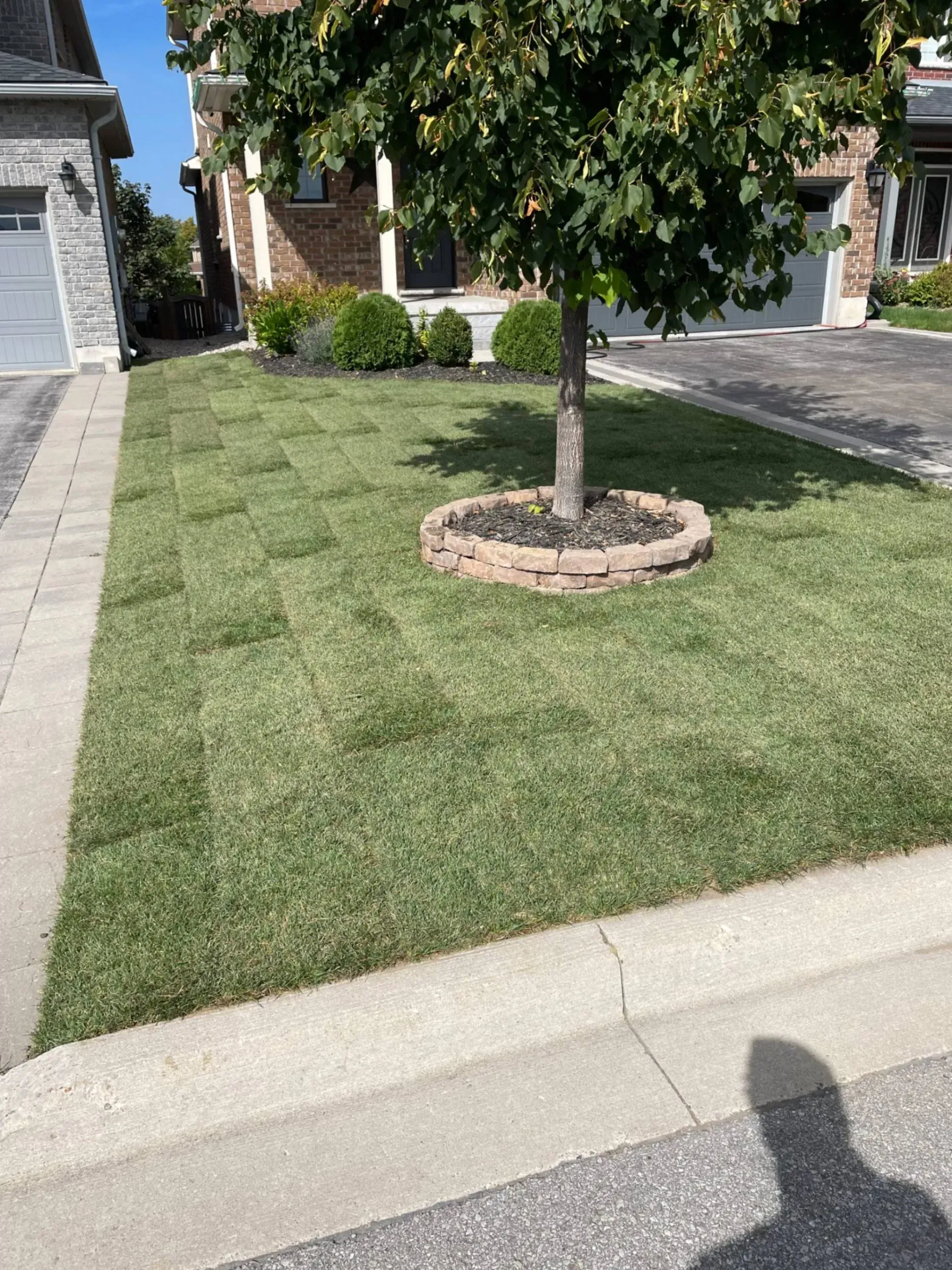 Lawn with newly laid sod blocks around a tree and sidewalk in front of a house.