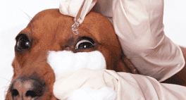 veterinario mette collirio a un cane