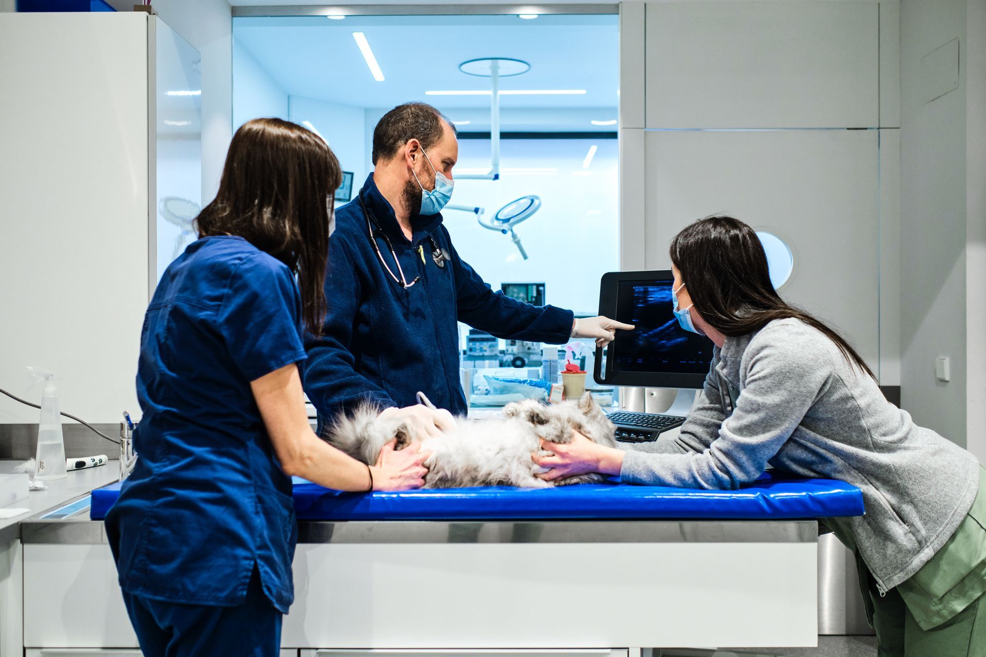 Veterinari che esaminano un cane bianco su un tavolo da visita in una luminosa stanza della clinica.