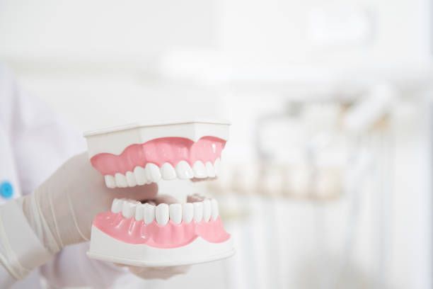 Dentist holding a model of teeth, pink gums, white teeth, dental setting.