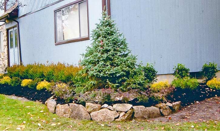 pine tree— Landscape Installation & Maintenance in Matawan, NJ