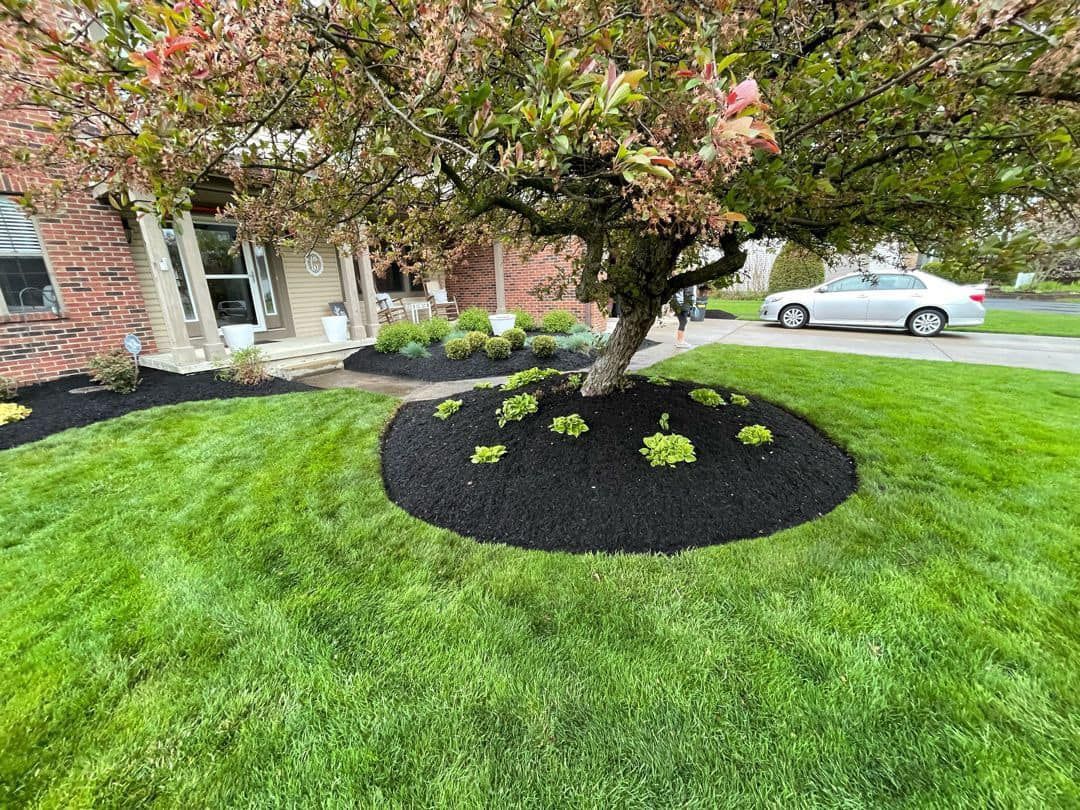 A lush green lawn with a tree in the middle and a car parked in the driveway.