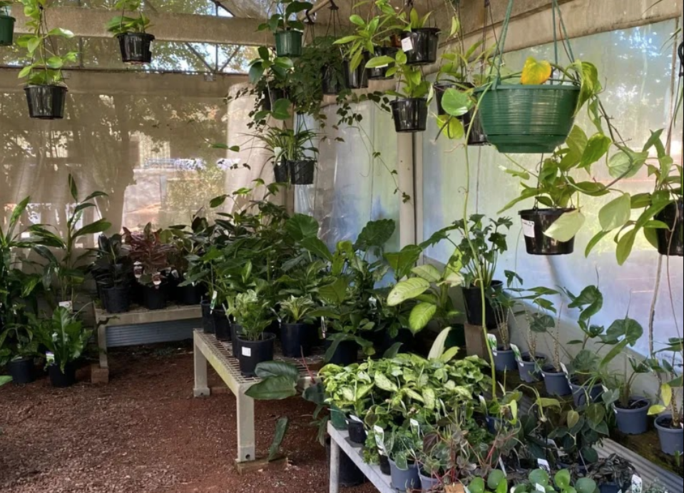 Plant — Leading Nursery in Port Stephens