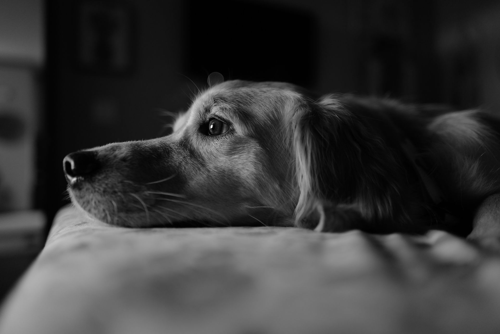 Sad old Golden Retriever with HousePaws Mobile Vet.