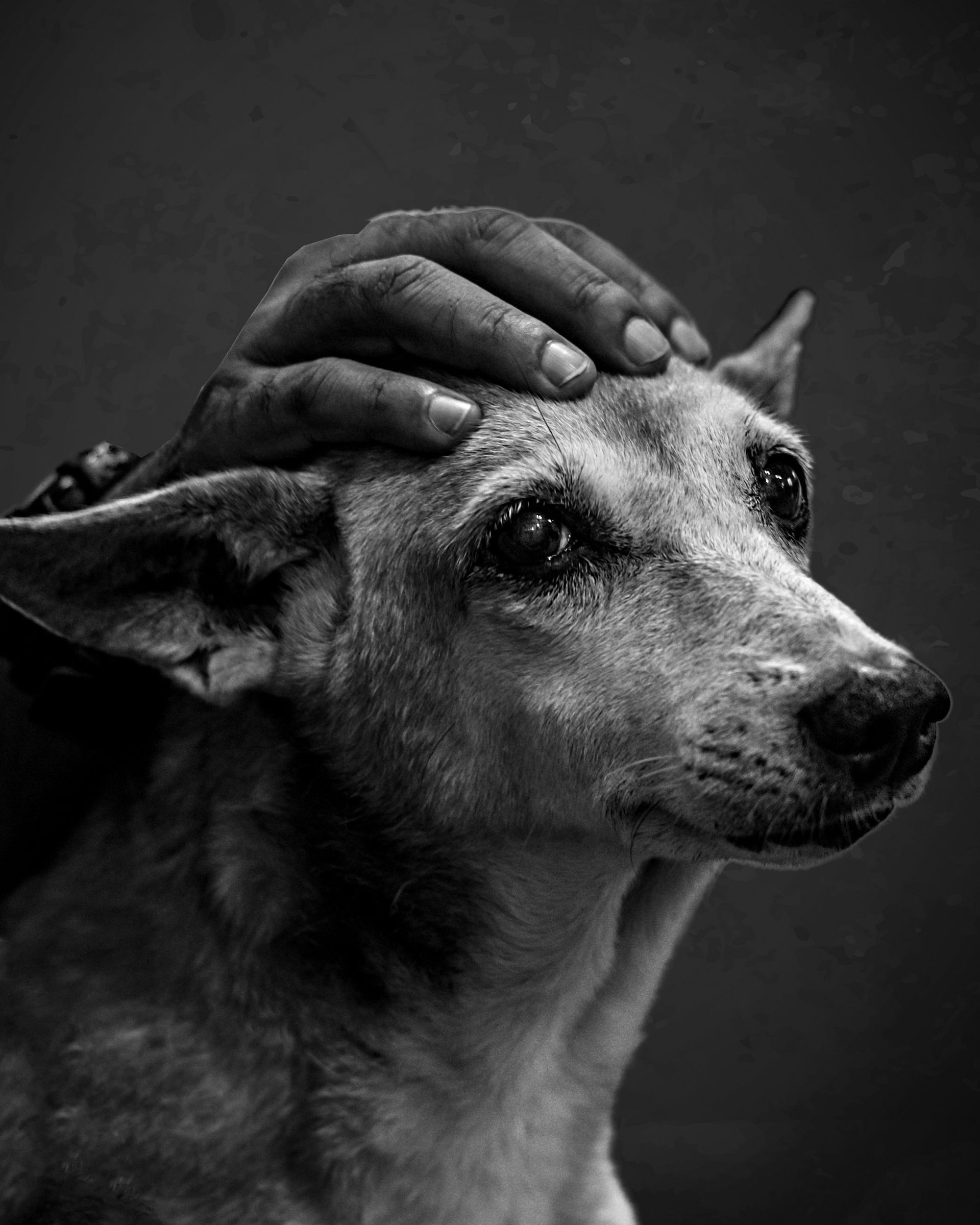 Sad old dog with HousePaws Mobile Vet.