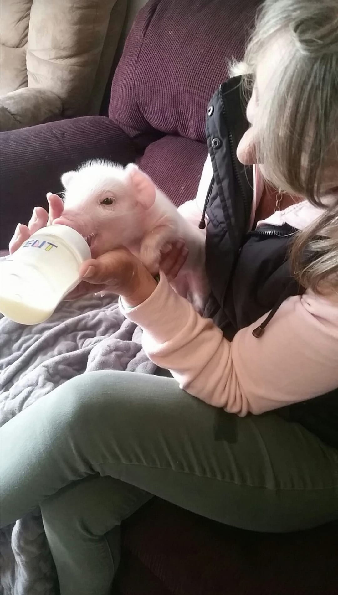 Woman bottle-feeding a small, white piglet indoors. The piglet is drinking, and the woman is wearing a vest and light-colored clothes.