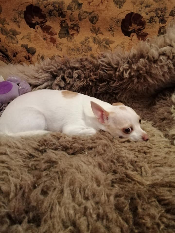 White chihuahua with a brown spot, resting on a brown, furry blanket; floral background.