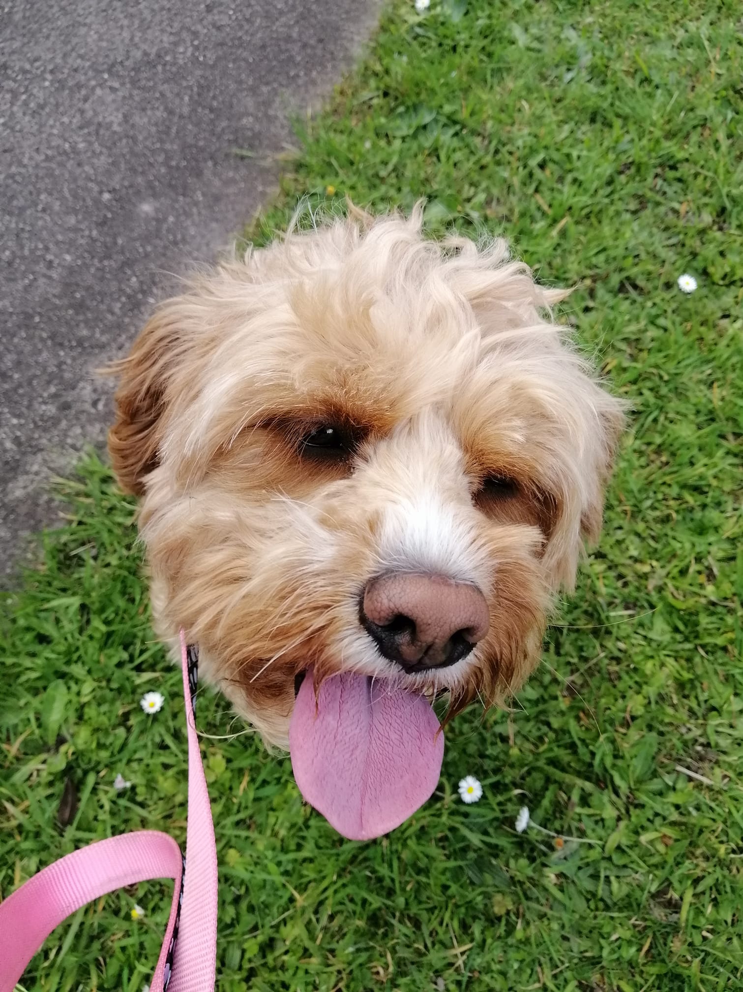 Happy tan dog with pink tongue, light pink leash, on green grass.