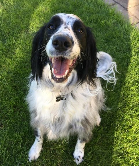Smiling black and white English Setter sitting in green grass.