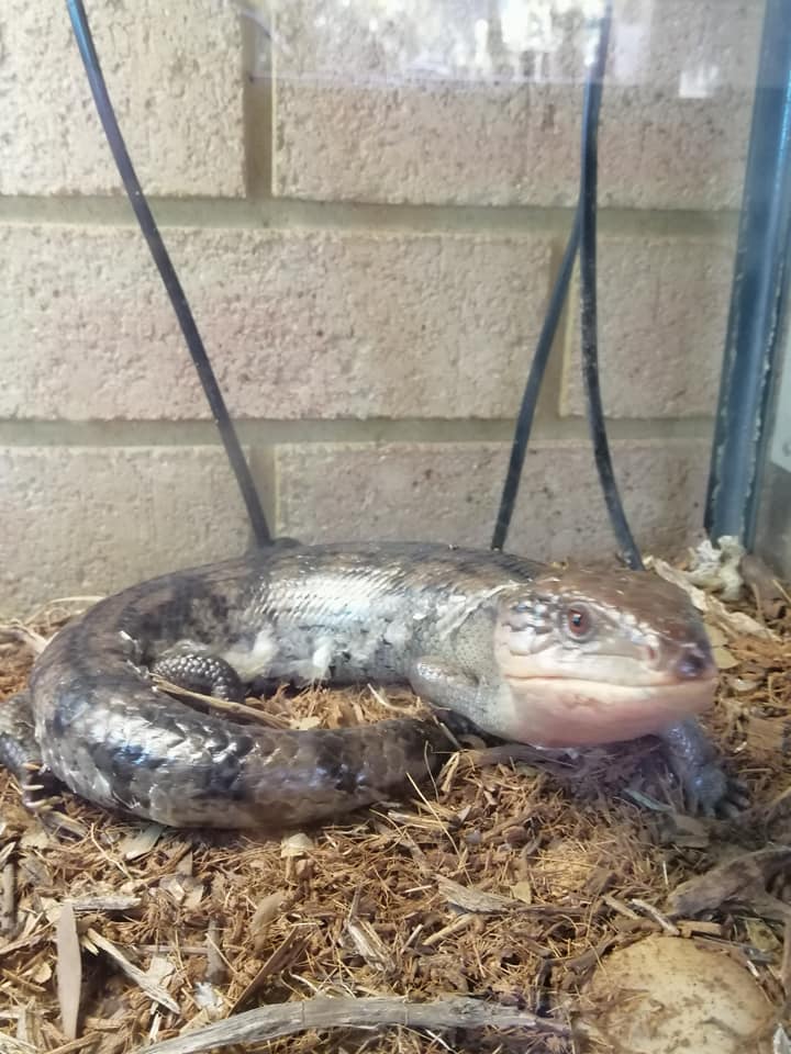 Blue-tongued skink in terrarium with tan bedding, facing forward.