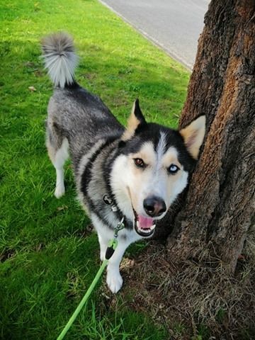 Husky dog with blue and brown eyes, leaning on a tree, on grass, leash visible, smiling.