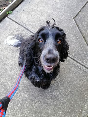 Black and white Cocker Spaniel looking up with a leash, on a concrete surface.