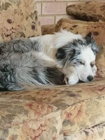 A blue merle Border Collie sleeping curled up on a floral-patterned couch.