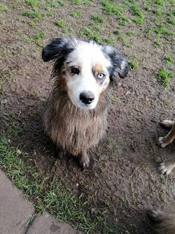 A wet, muddy dog with blue eyes looks directly at the camera, sitting on dirt and grass.