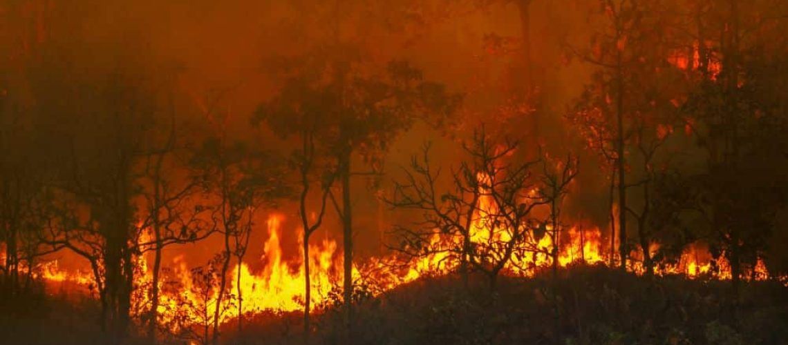 Forest fire with flames and smoke.