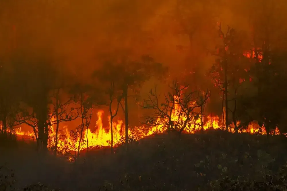 Forest fire engulfing trees and ground in orange flames and smoke.