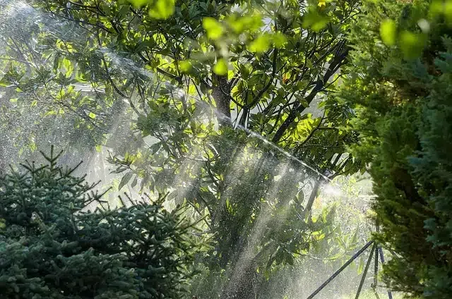 Sprinkler spraying water into lush green trees and bushes; bright sunlight.