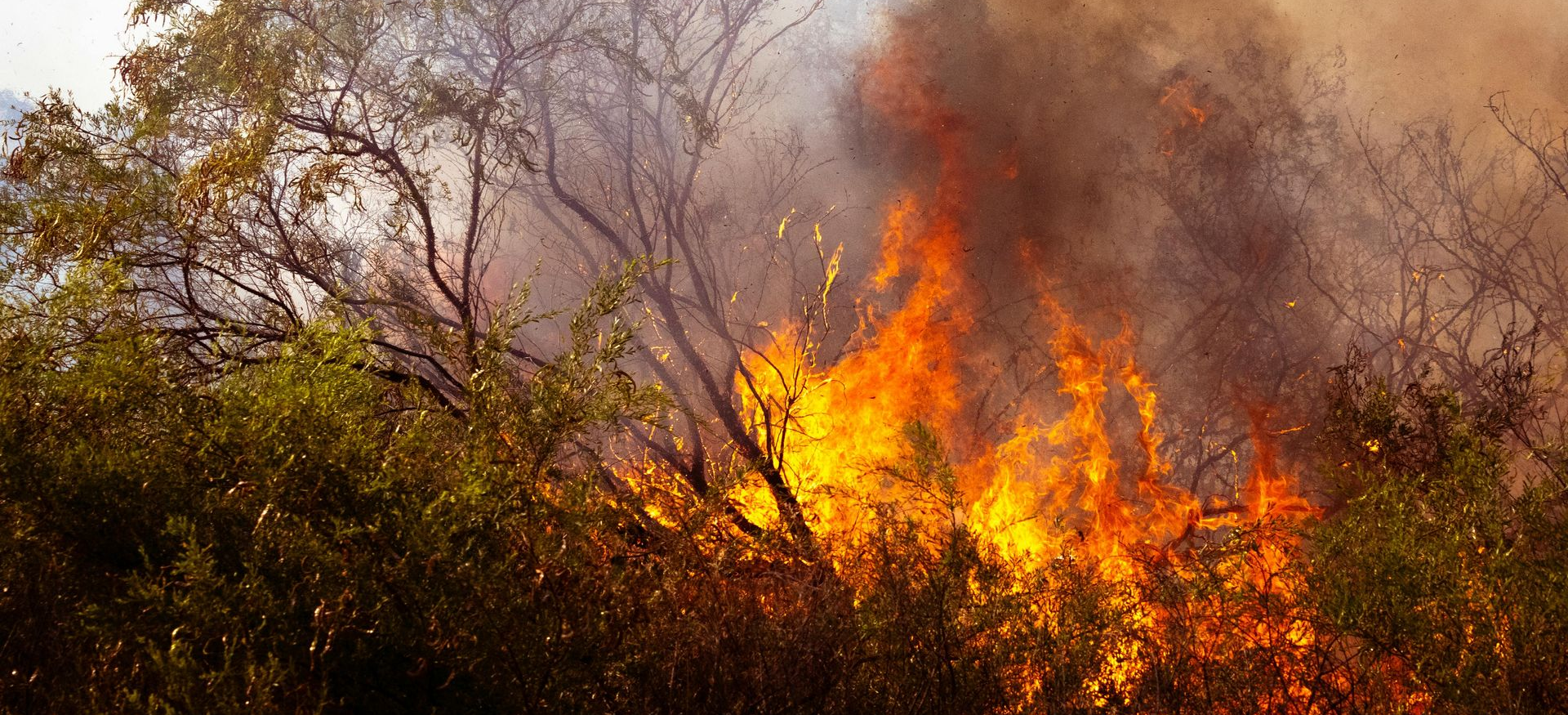 A wildfire burning in a forest, with flames and smoke rising.