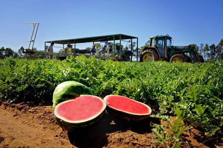 Chinchilla watermelon farm