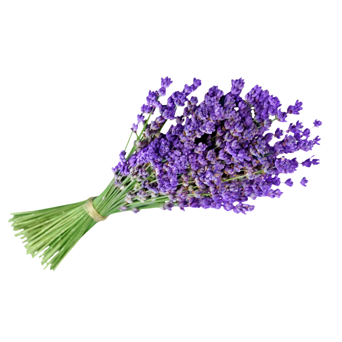 Bundle of purple lavender flowers tied with twine.