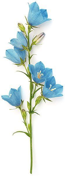 Virginia Funeral Home Bluebell Flowers