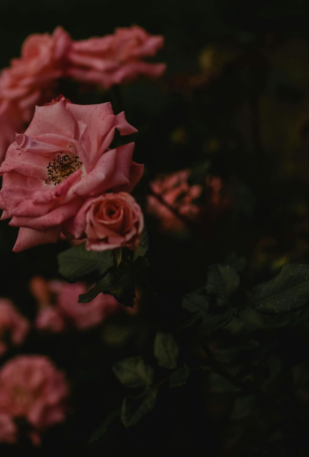 A close up of a bunch of pink roses on a dark background.