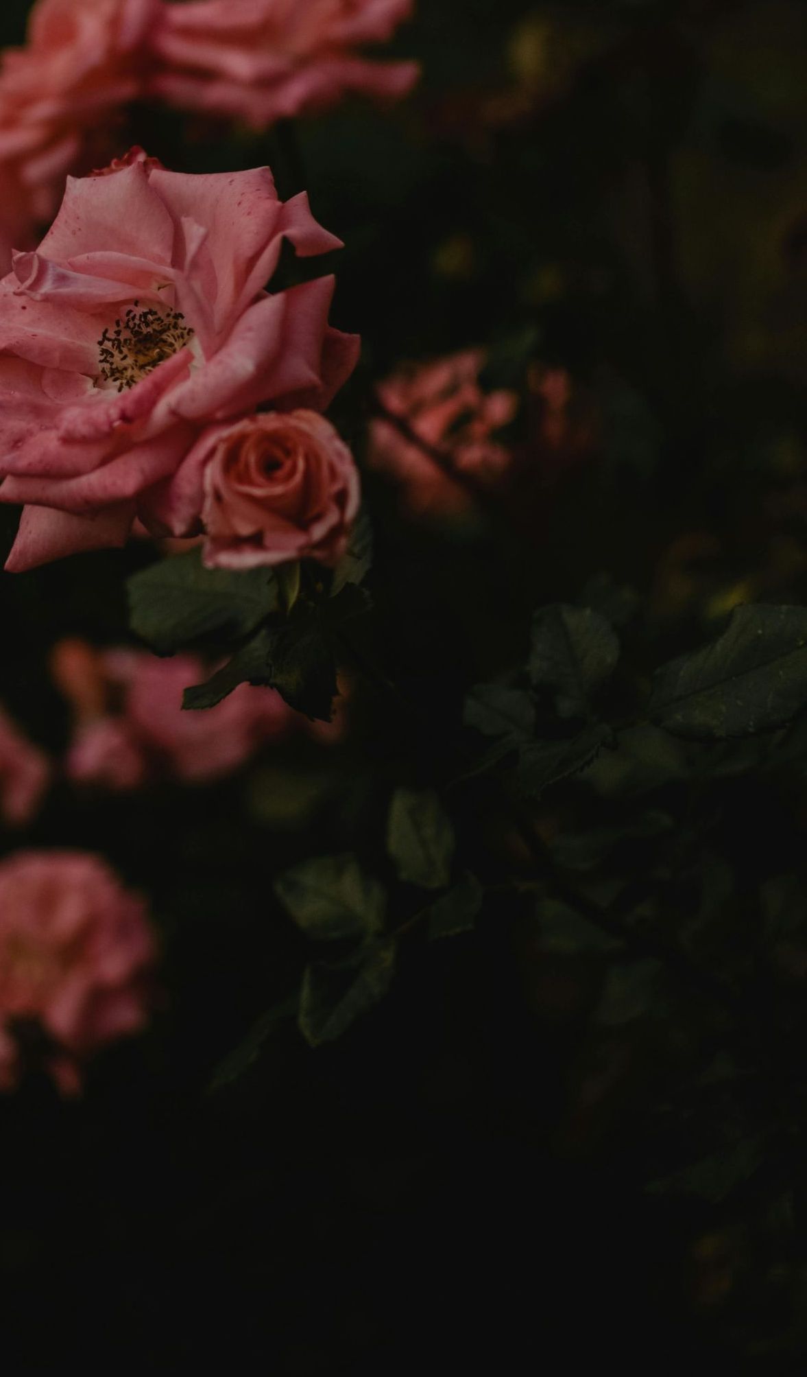 A close up of a bunch of pink roses on a dark background.
